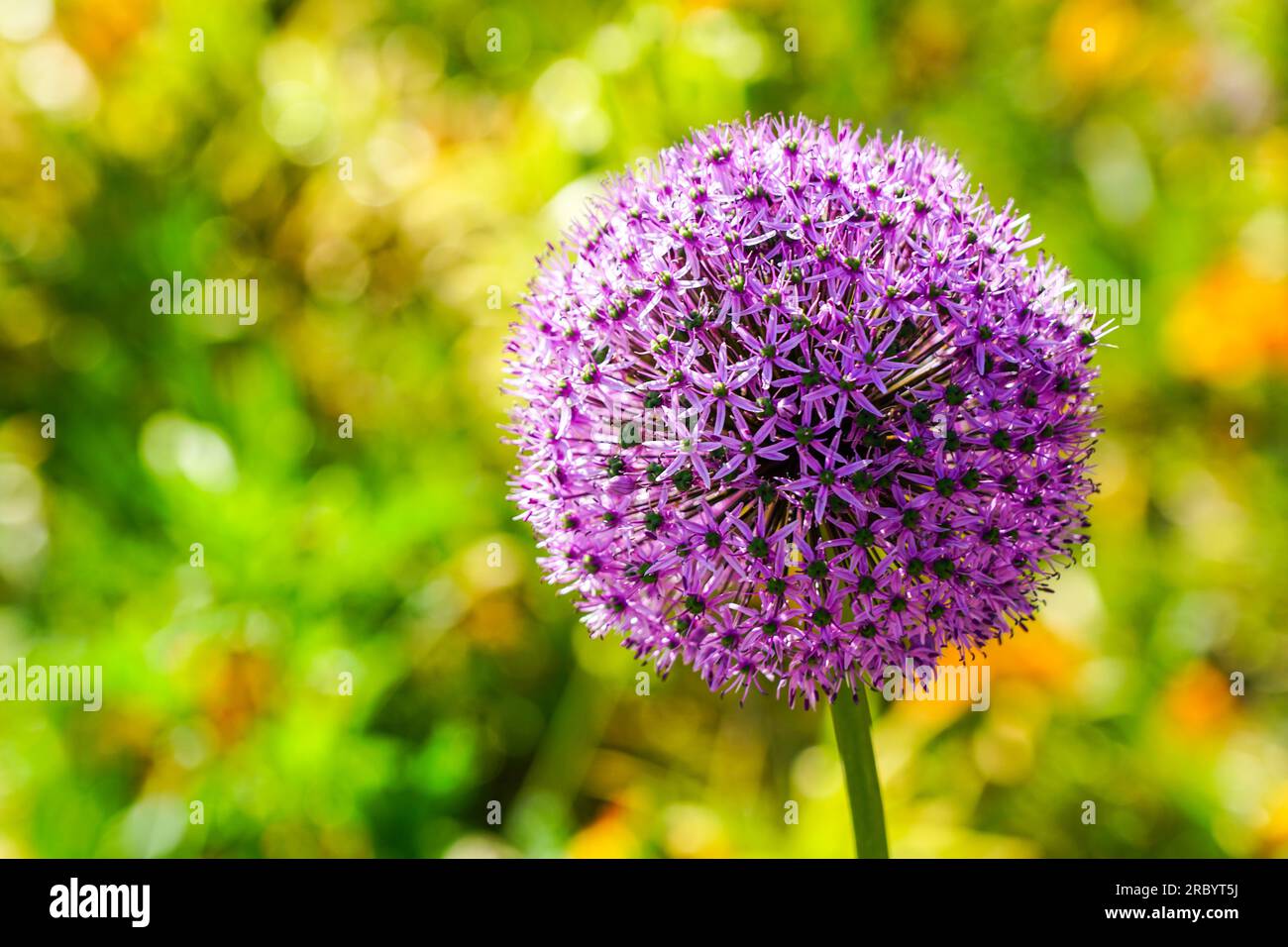 Palla di fiori viola fiorita di cipolla ornamentale Allium hollandicum, aglio decorativo Foto Stock