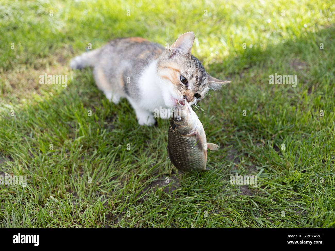 cat gioca con il pesce crociato seduto sull'erba. Amante del pesce e della pesca. Delizioso pranzo per un soffice animale domestico. Hunter per natura Foto Stock