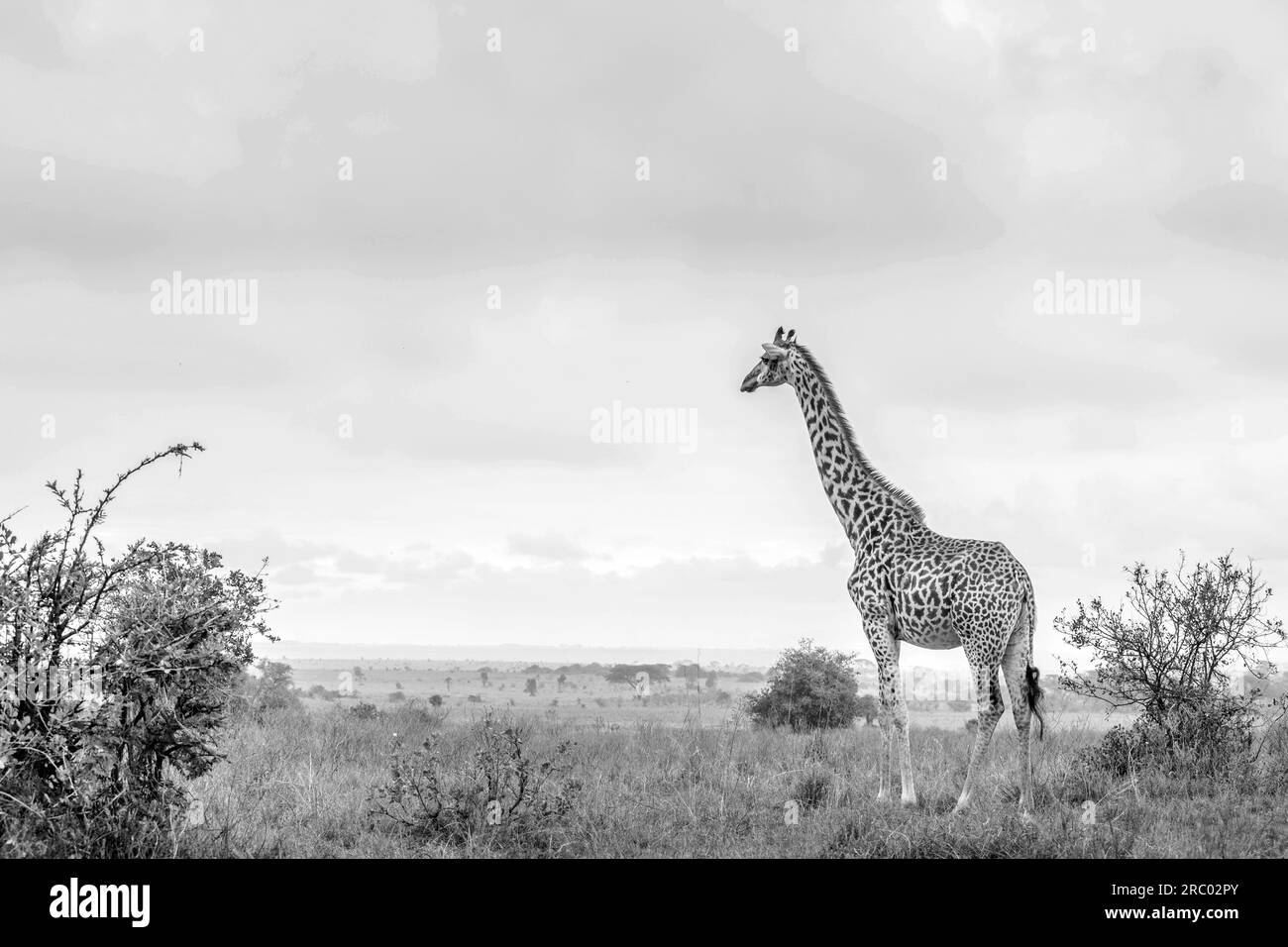 Animali selvatici giraffe in bianco e nero che vagano nella fitta foresta del Parco Nazionale di Nairobi, l'unica capitale del mondo con un par gioco Foto Stock