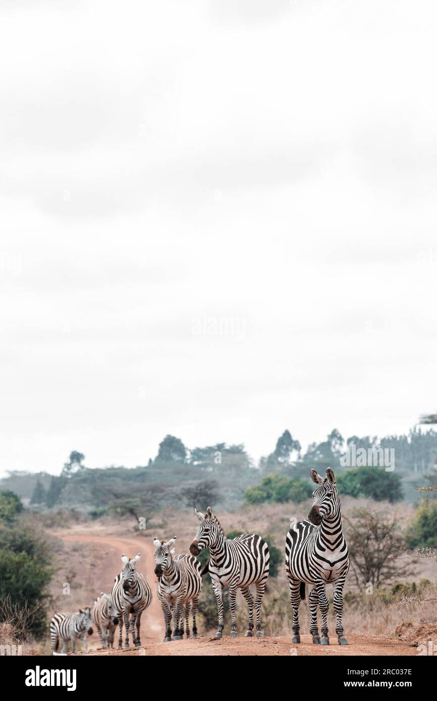 Zebre animali selvatici che pascolano le praterie di savana nel Parco nazionale di Nairobi, capitale del Kenya, nella contea di Nairobi City, Kenya, Africa orientale Foto Stock