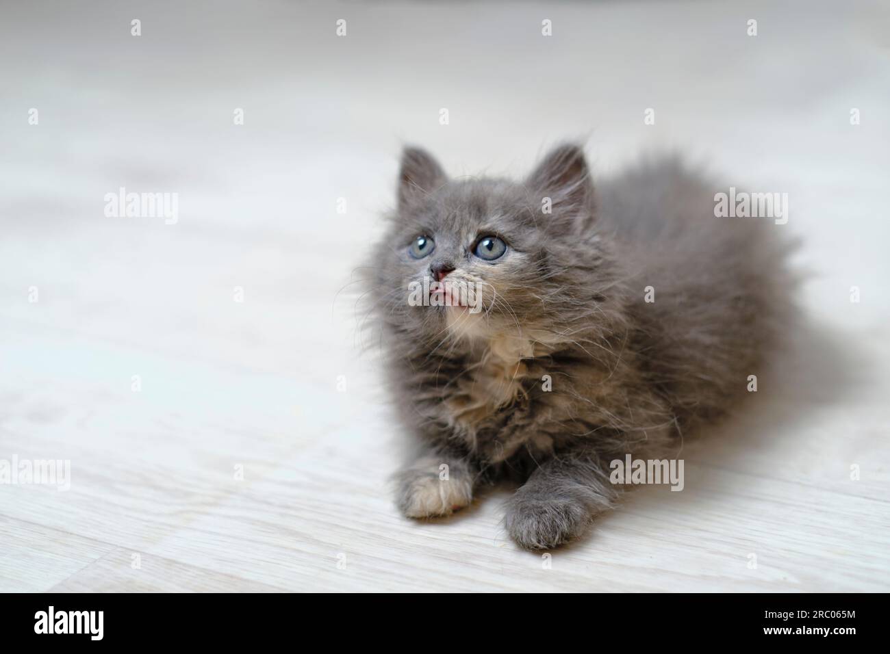 Piccolo gattino grigio, soffice con occhi grigi guarda in alto Foto Stock