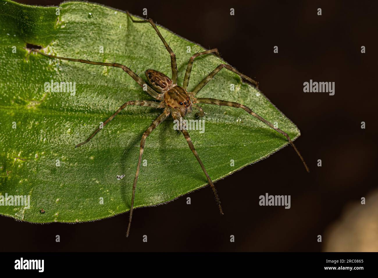 Piccolo ragno della famiglia Pisauridae Foto Stock