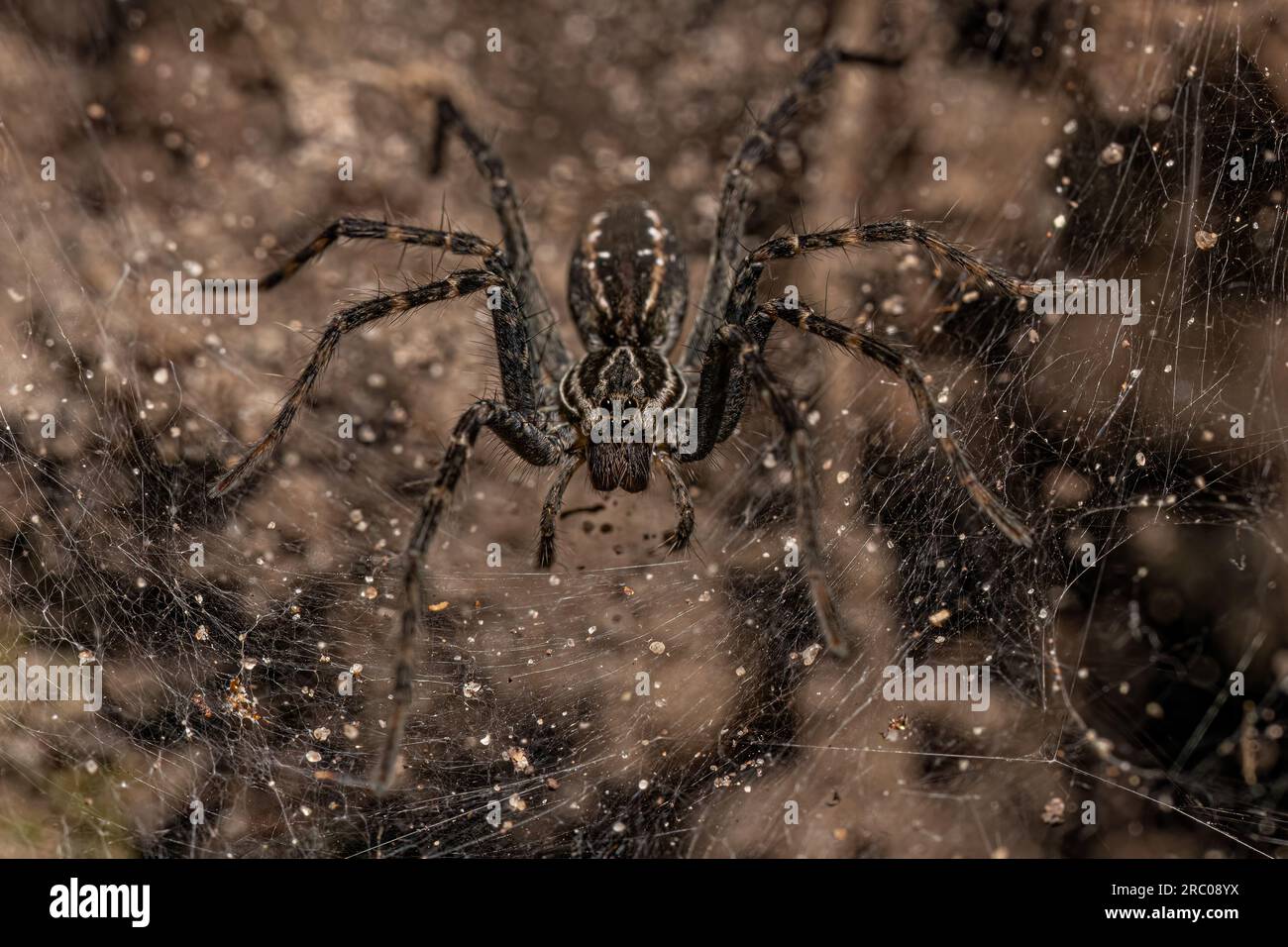 Piccolo ragno lupo del genere Aglaoctenus Foto Stock