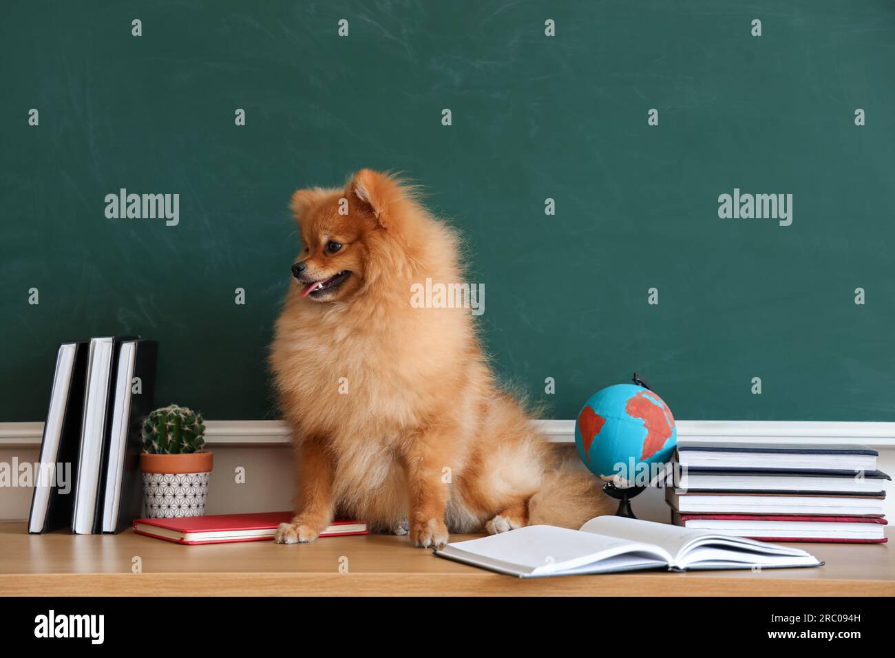Cane della Pomerania con materiale scolastico sul tavolo vicino alla  lavagna Foto stock - Alamy