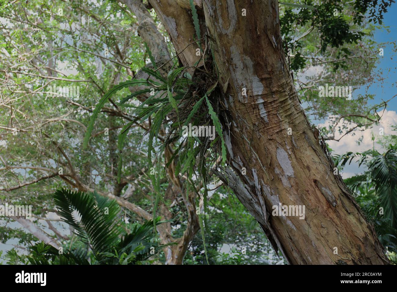 Un Cactus di pesce, anguliger di Disocactus, che cresce sul tronco di un grande albero con corteccia pelata marrone e bianca a Kauai, Hawaii, USA Foto Stock