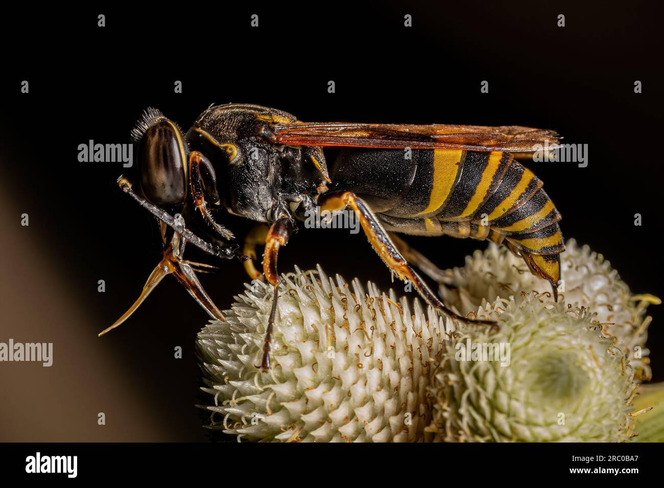 Insetto vespa adulto dell'ordine degli imenotteri Foto Stock