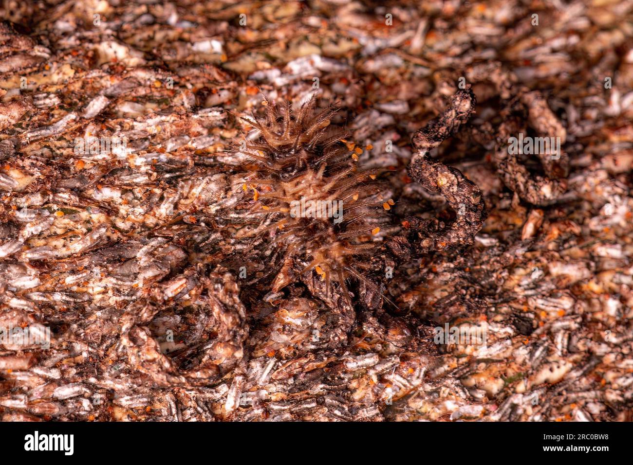 Piccolo coleottero Larva dell'ordine coleottero Foto Stock