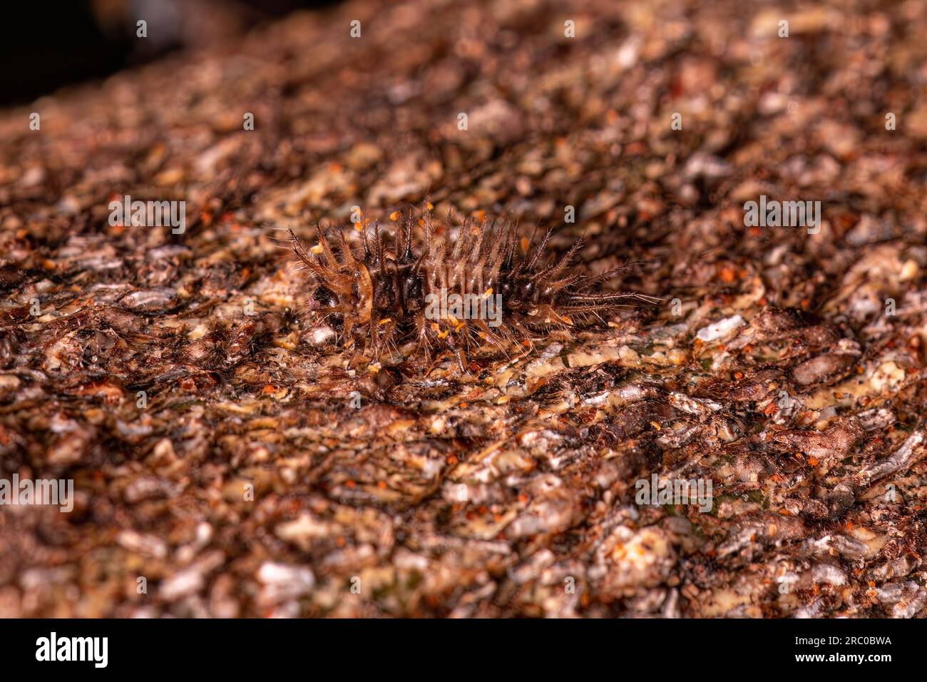 Piccolo coleottero Larva dell'ordine coleottero Foto Stock