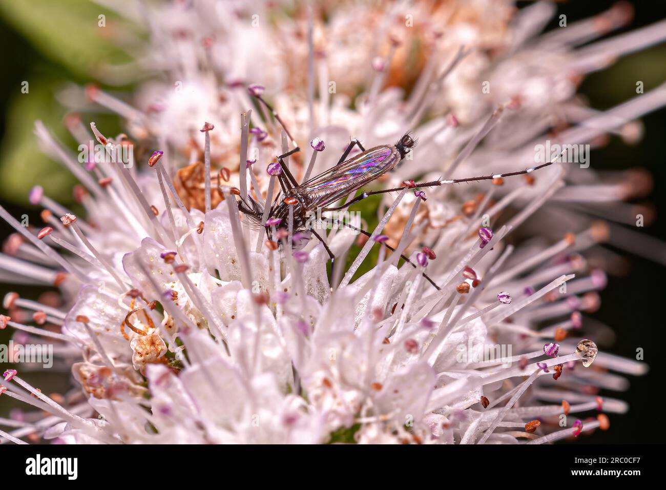 Adulto maschio febbre gialla zanzara della specie Aedes aegypti Foto Stock