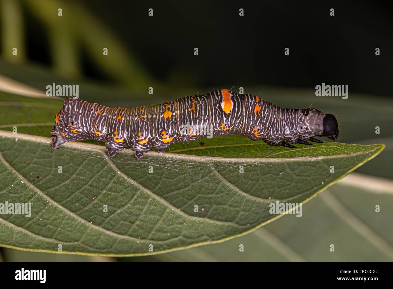Piccola larva di farfalla dell'ordine Lepidoptera Foto Stock