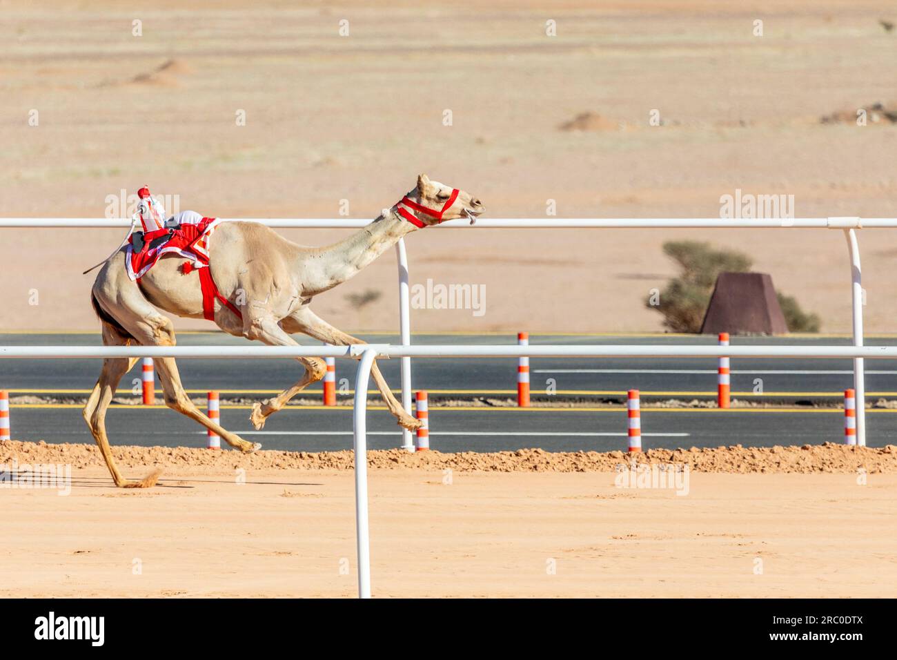 Corsa di cammelli per la coppa del re, al Ula, Arabia Saudita Foto Stock