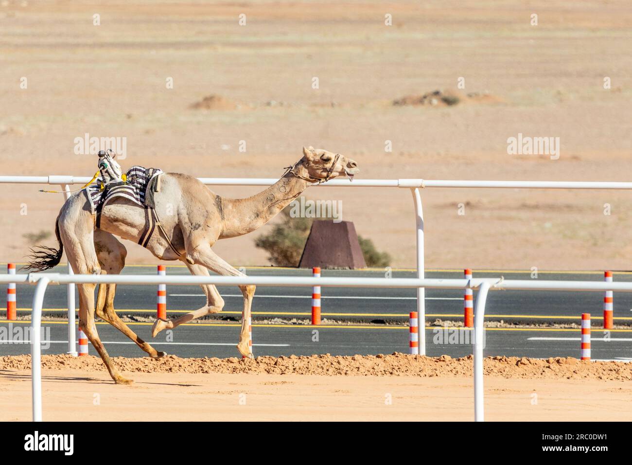 Corsa di cammelli per la coppa del re, al Ula, Arabia Saudita Foto Stock