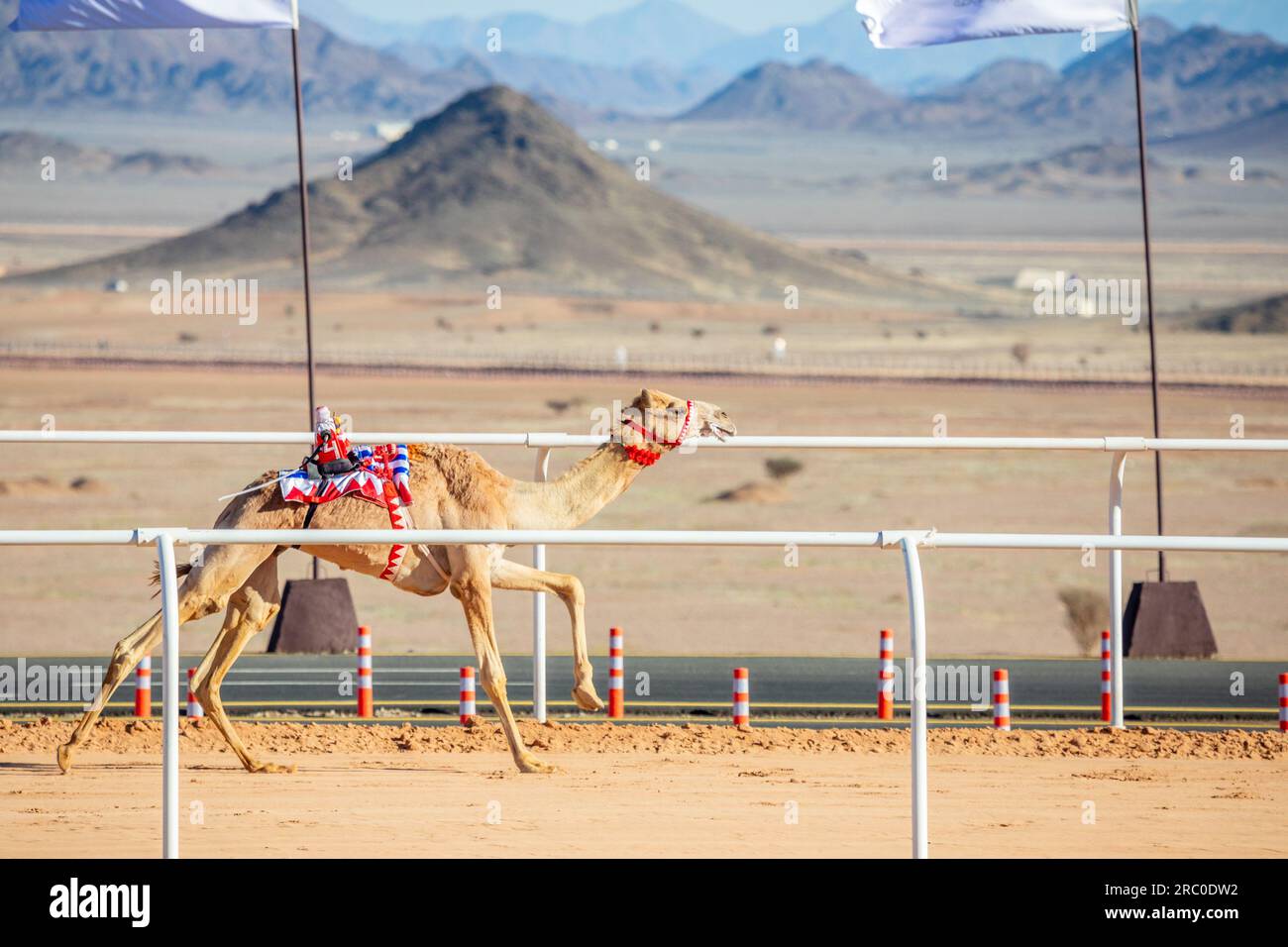 Corsa di cammelli per la coppa del re, al Ula, Arabia Saudita Foto Stock