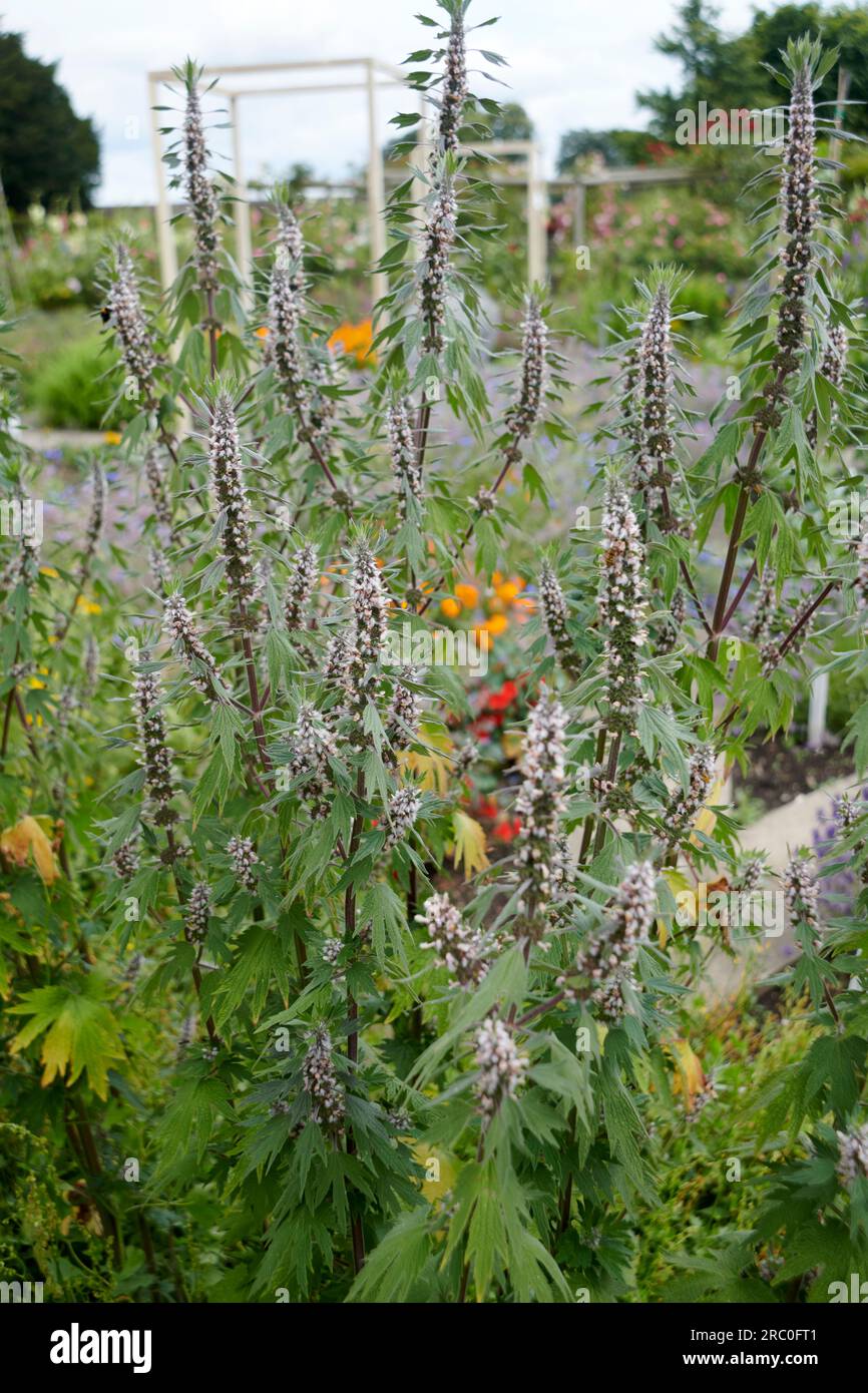 Erba madre comune (Leonurus Cardiac) in un giardino inglese Foto Stock