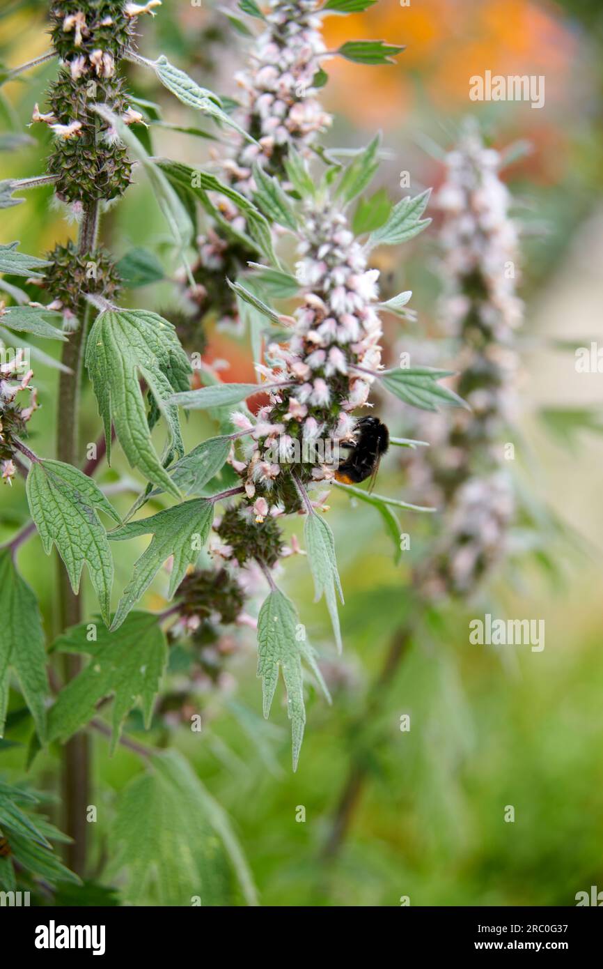 Erba madre comune (Leonurus Cardiac) in un giardino inglese Foto Stock