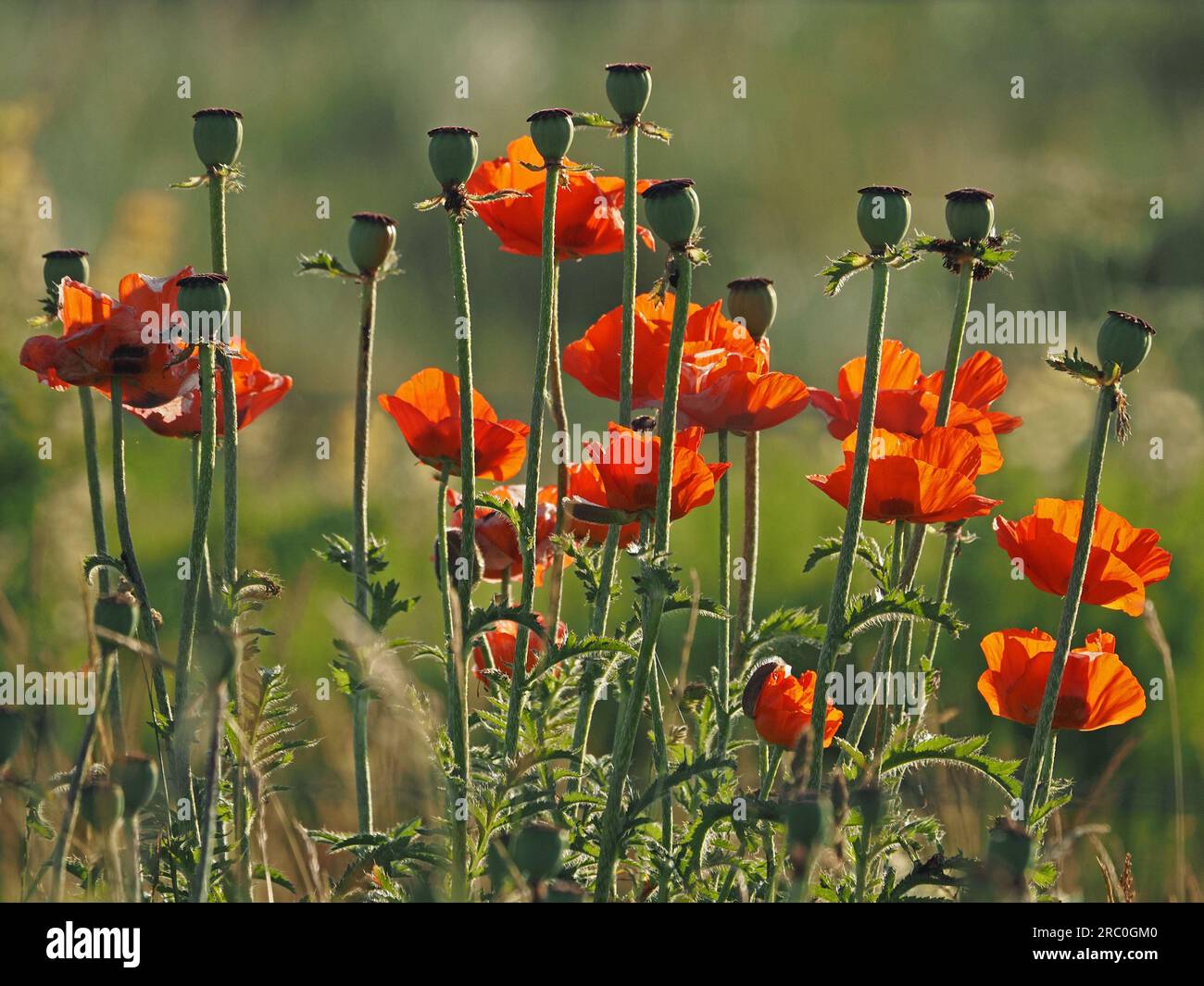 Papaveri retroilluminati di mais o campo (Papaver rhoeas) con teste di semi gonfie alla luce del mattino presto a Northumberland, Inghilterra, Regno Unito Foto Stock