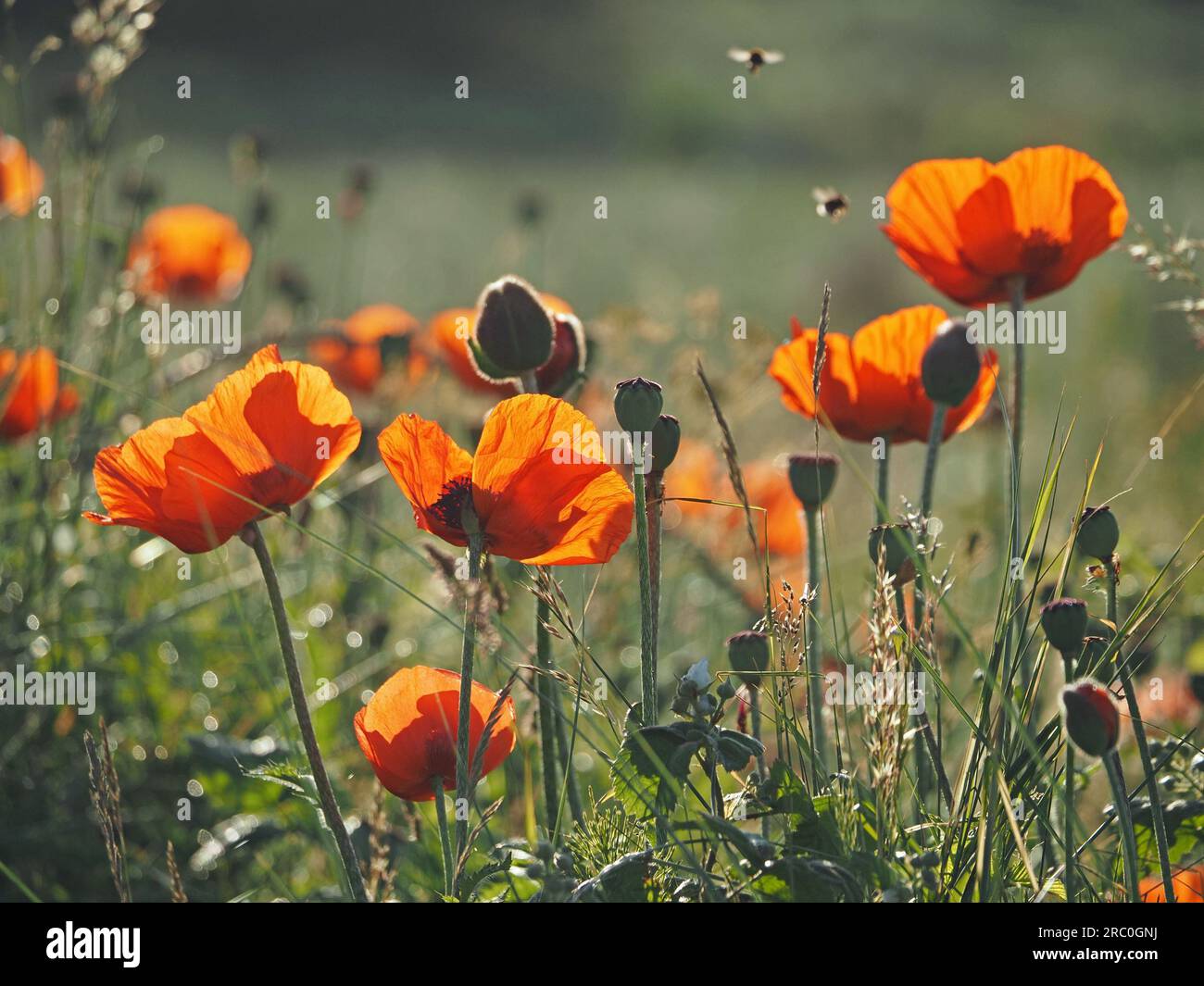 Bumble Bees visitando i papaveri retroilluminati di Corn o Field (Papaver rhoeas) al mattino presto a Northumberland, Inghilterra, Regno Unito Foto Stock