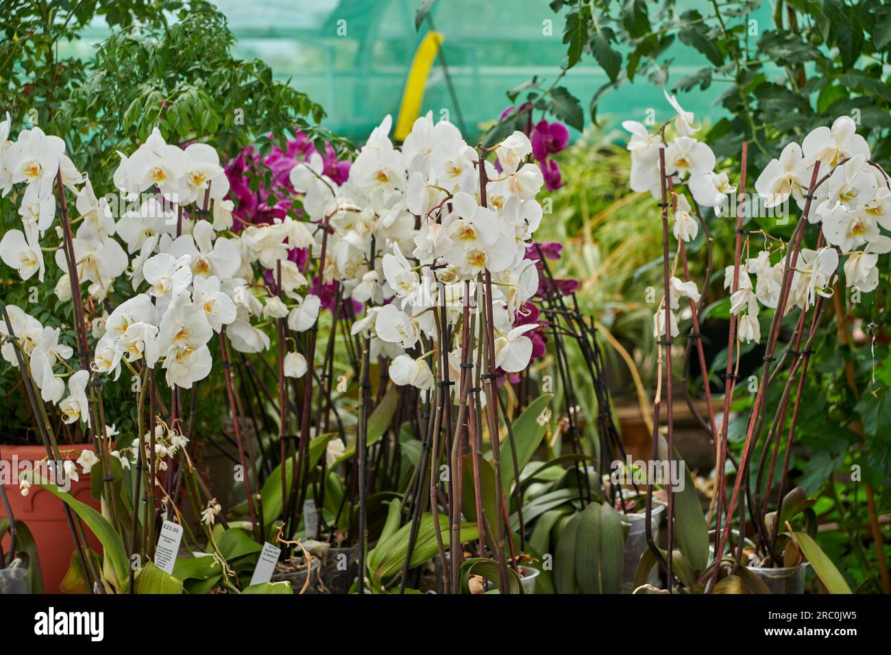 Orchidee di falena bianca (Phalaenopsis sp Hybrid) che crescono in una serra commerciale. Foto Stock