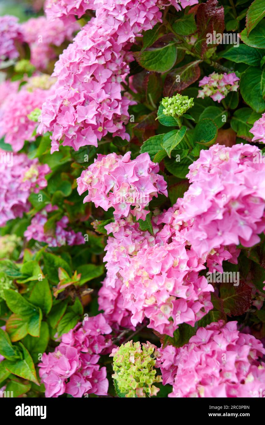 Ortensia da giardino, ortensia con cappuccio di pizzo (Ortensia macrophylla 'Bouquet Rose', Ortensia macrophylla Bouquet Rose), rosa bouquet di cultivar, fioritura - Foto Stock