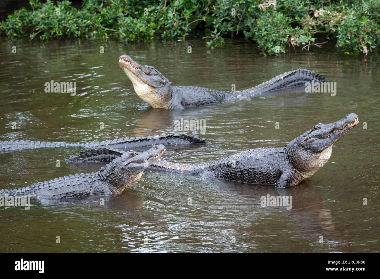 Alligatore americano (Alligator missississippiensis) che mostra il comportamento di corteggiamento prima dell'accoppiamento, Florida, USA, di Dominique Braud/Dembinsky Photo Assoc Foto Stock