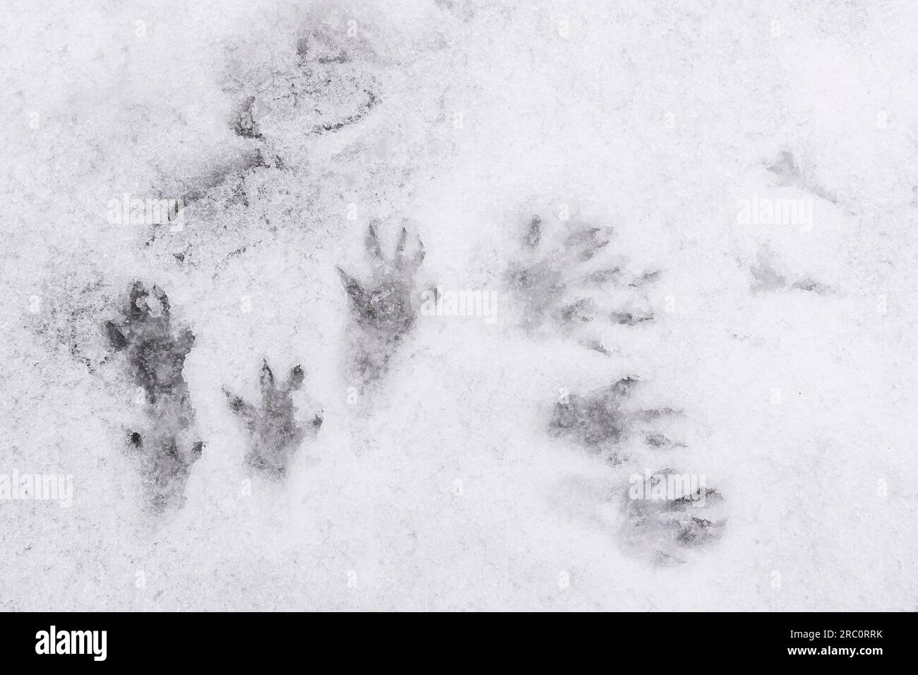 Scoiattolo grigio (Scurius carolinensis) tracce sulla neve, Stati Uniti orientali, di Dominique Braud/Dembinsky Photo Assoc Foto Stock