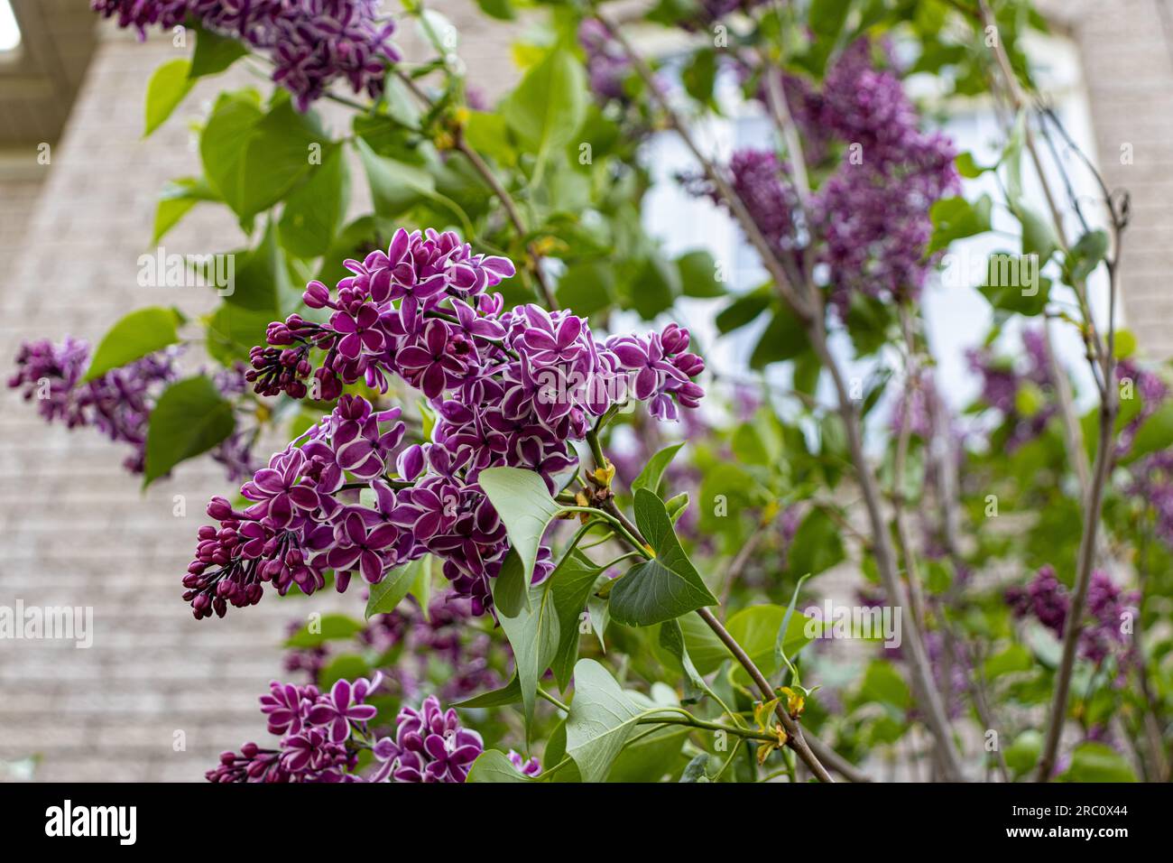 Arbusto lilla comune - bellissimo fiore viola - sfondo di mattoni con foglie verdi. Preso a Toronto, in Canada. Foto Stock
