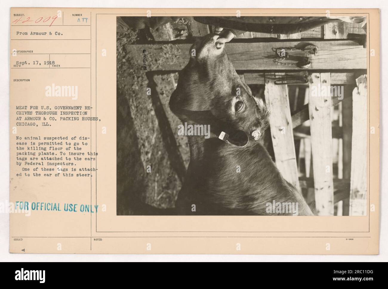 '17 settembre 1918 - Uno sterzo destinato agli Stati Uniti Il governo è sottoposto a un'ispezione approfondita presso Armour & Co. Case di imballaggio a Chicago, Illinois. Per prevenire la diffusione di malattie, gli ispettori federali apportano etichette alle orecchie degli animali. Questo particolare sterzo può essere visto con una di queste etichette attaccate. Solo per uso ufficiale." Foto Stock