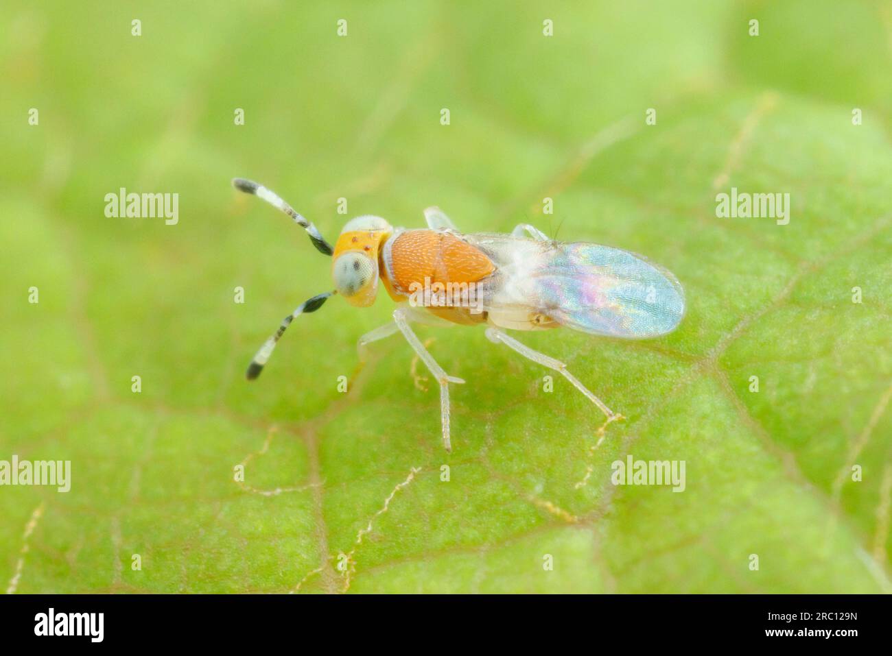 Encyrtid Wasp (Metaphycus sp.) Foto Stock