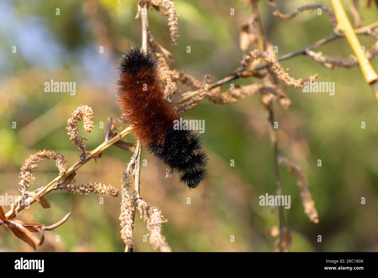 Arancio nero orso legnoso caterpillar strisciante sul ramo dell'albero - foglie verdi sfondo sfocato. Preso a Toronto, in Canada. Foto Stock