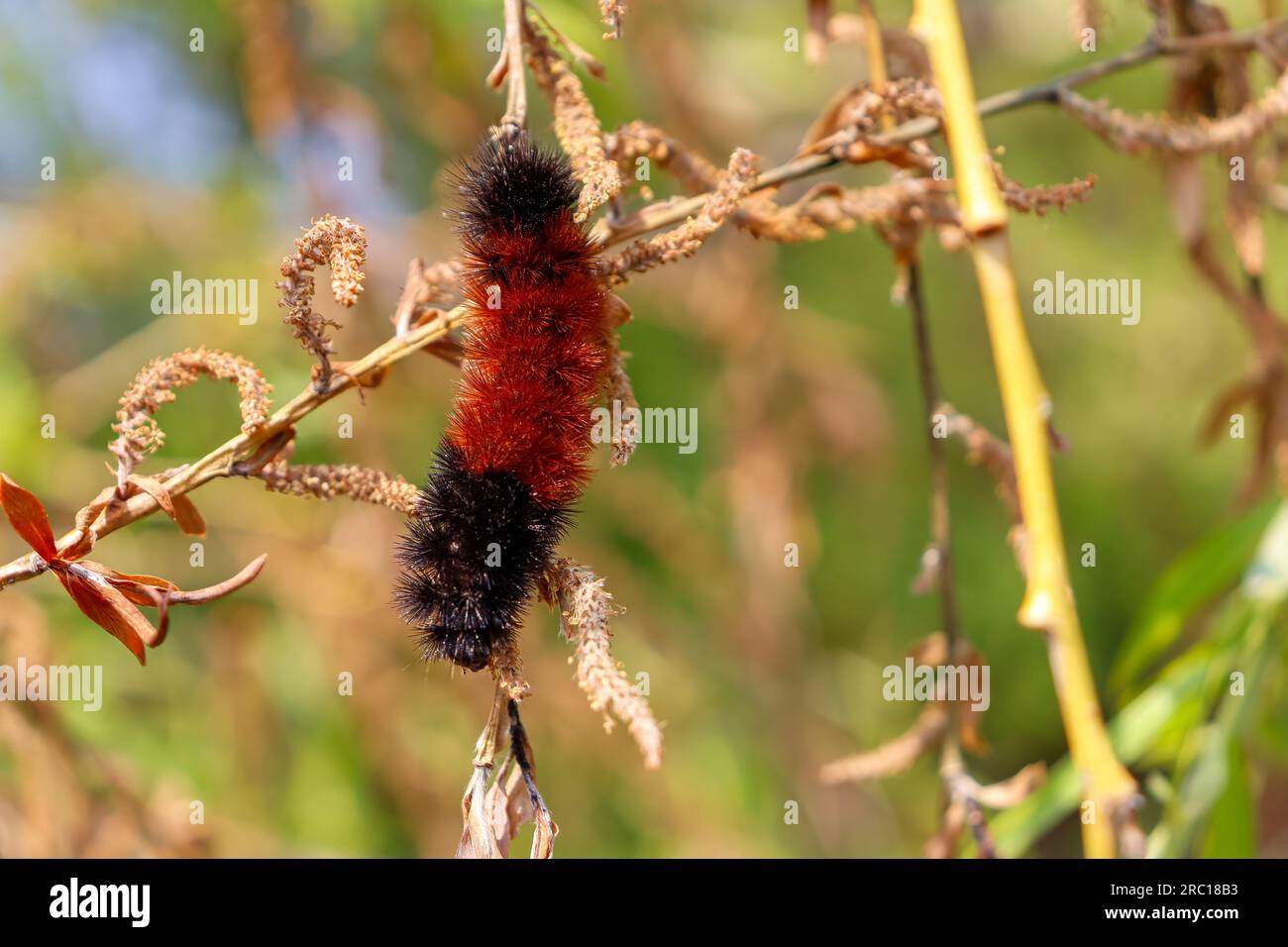 Arancio nero orso legnoso caterpillar strisciante sul ramo dell'albero - foglie verdi sfondo sfocato. Preso a Toronto, in Canada. Foto Stock