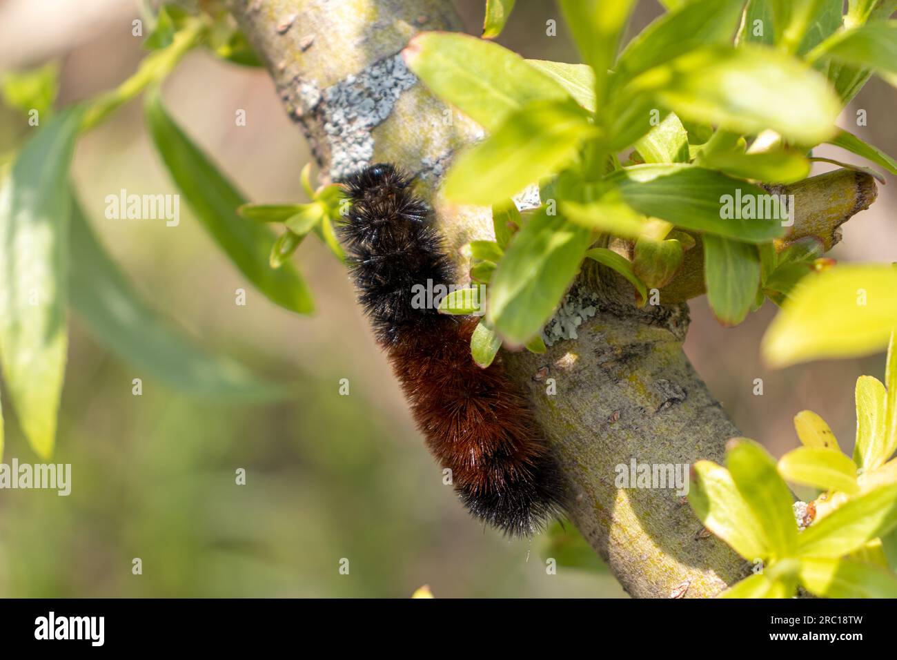 Arancio nero orso legnoso caterpillar strisciante sul ramo dell'albero - foglie verdi sfondo sfocato. Preso a Toronto, in Canada. Foto Stock