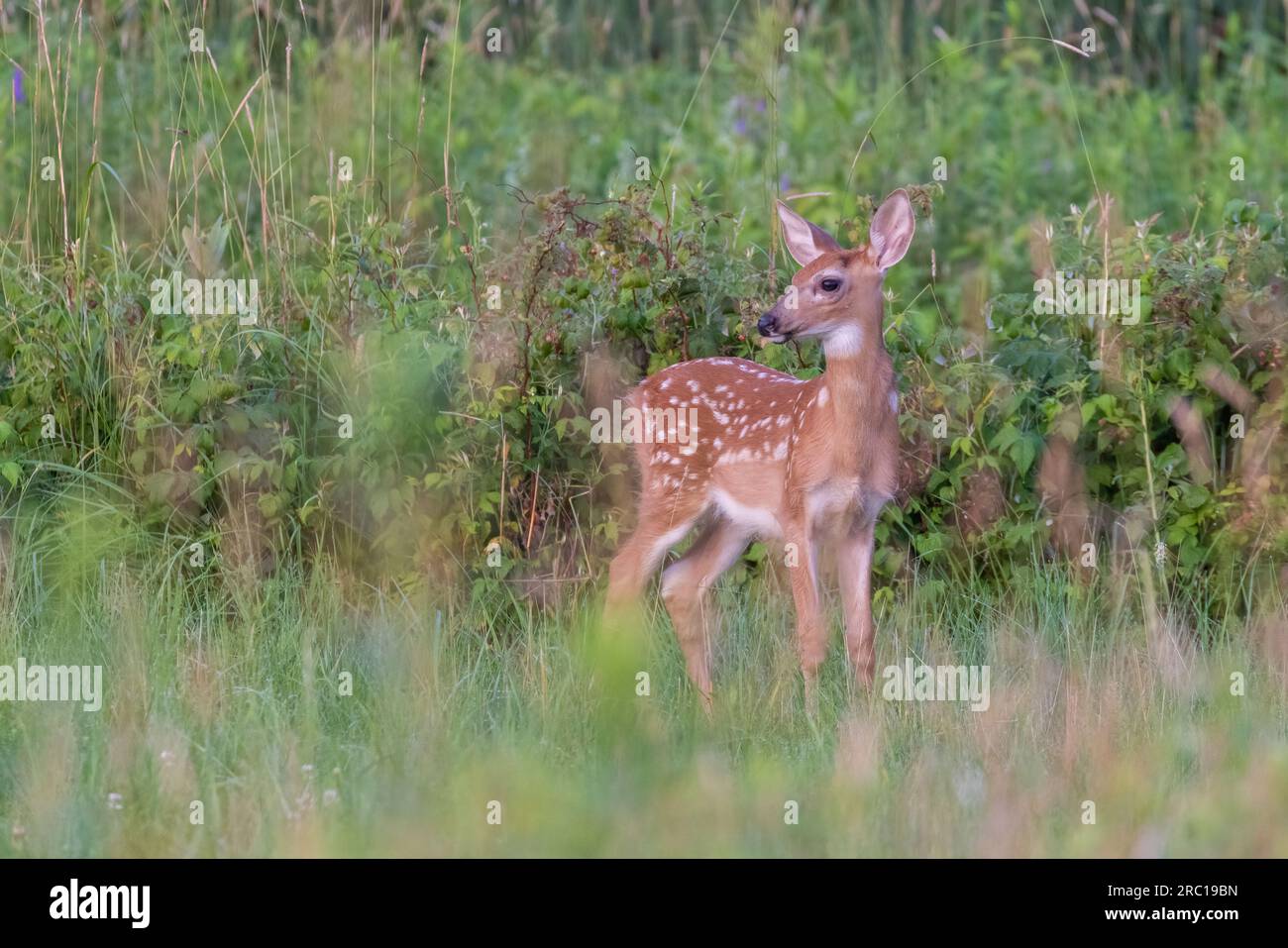 bambino di cervi dalla coda bianca all'inizio dell'estate Foto Stock
