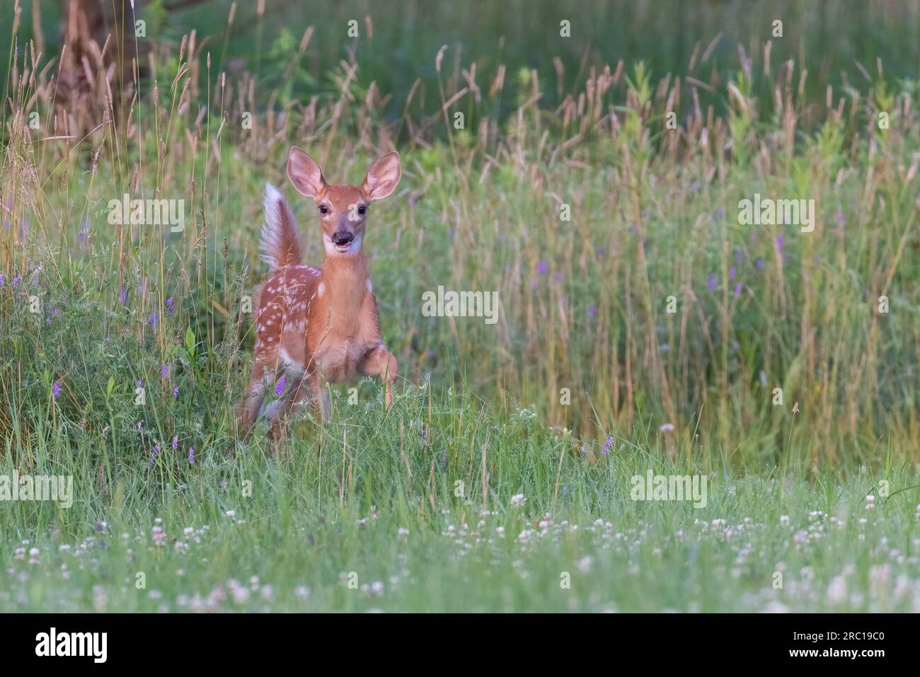 bambino di cervi dalla coda bianca all'inizio dell'estate Foto Stock