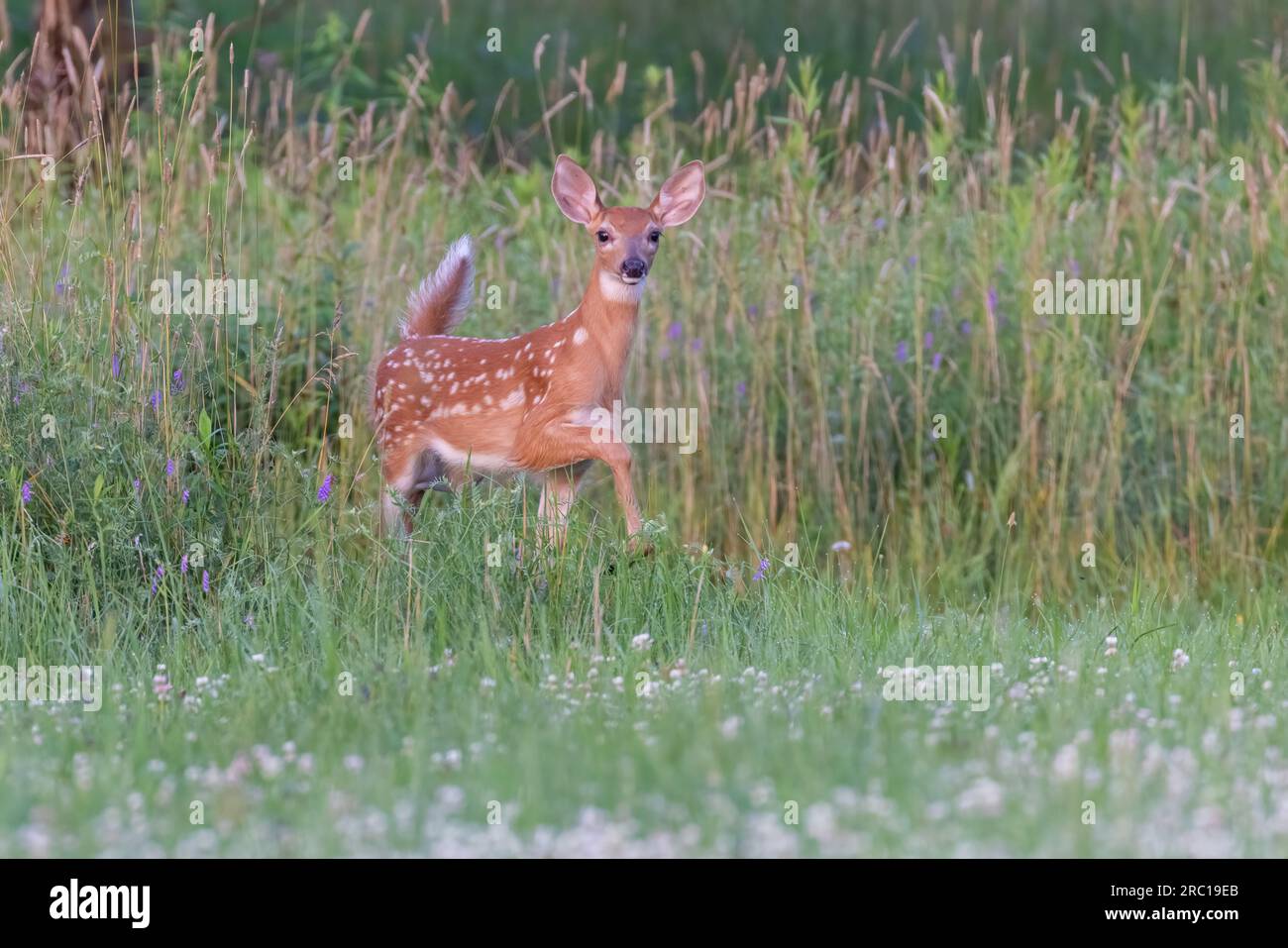 bambino di cervi dalla coda bianca all'inizio dell'estate Foto Stock