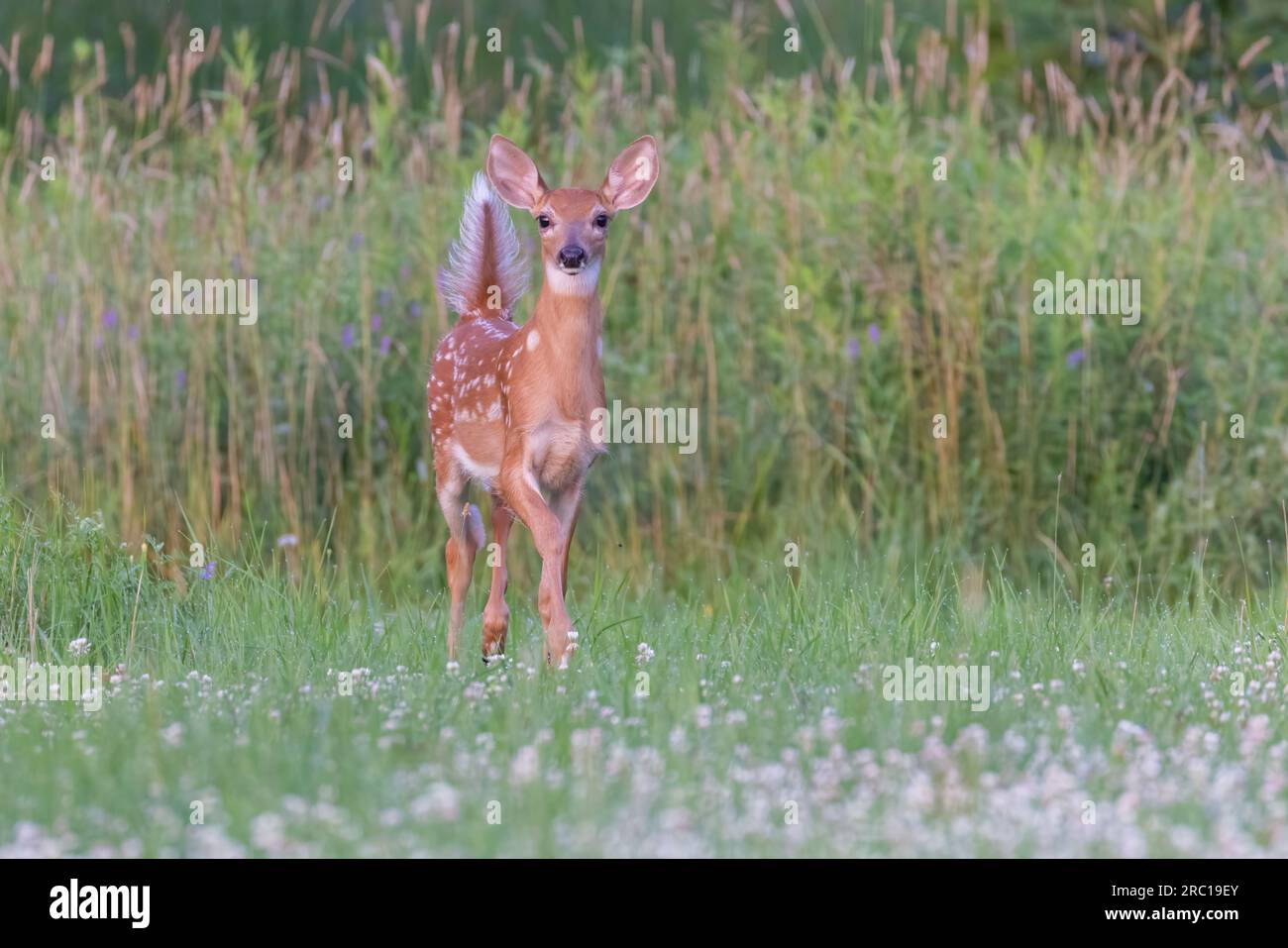 bambino di cervi dalla coda bianca all'inizio dell'estate Foto Stock