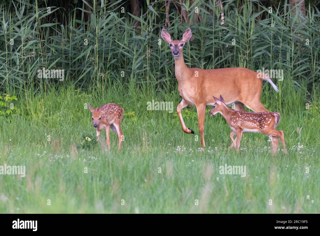 bambino di cervi dalla coda bianca all'inizio dell'estate Foto Stock
