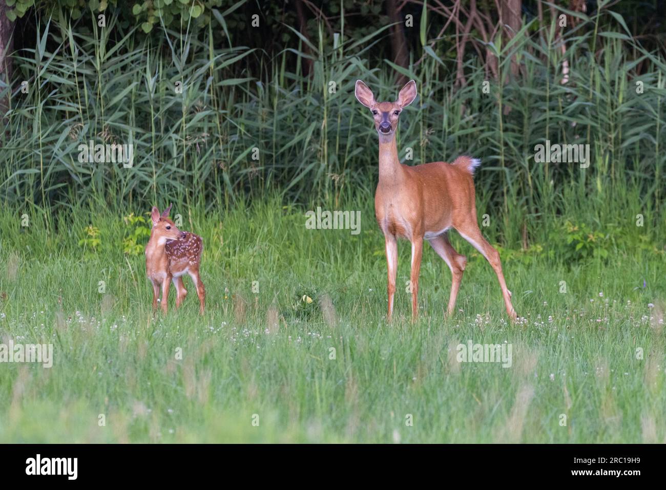 bambino di cervi dalla coda bianca all'inizio dell'estate Foto Stock