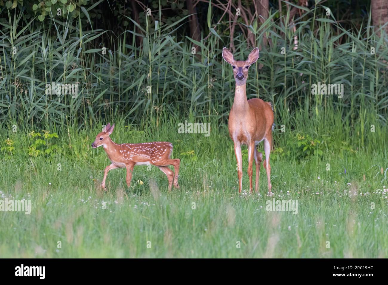 bambino di cervi dalla coda bianca all'inizio dell'estate Foto Stock