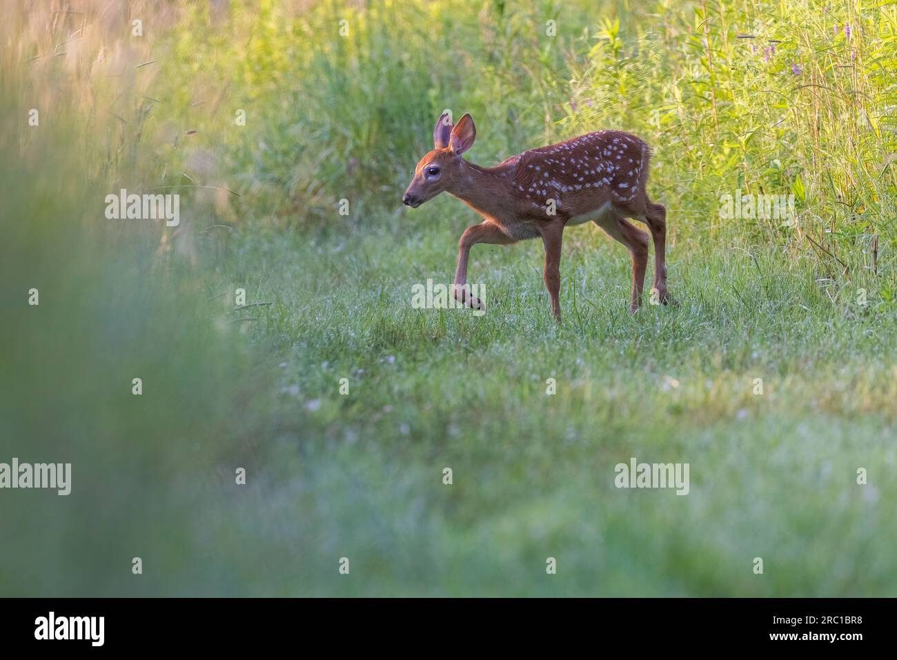 bambino di cervi dalla coda bianca all'inizio dell'estate Foto Stock