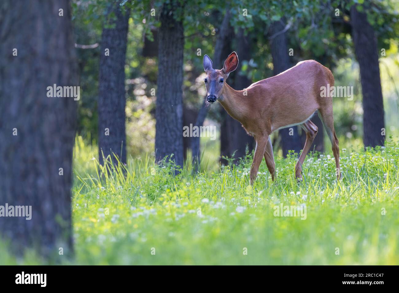 bambino di cervi dalla coda bianca all'inizio dell'estate Foto Stock