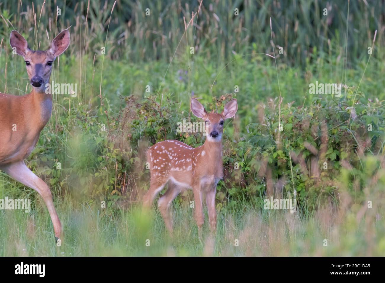 bambino di cervi dalla coda bianca all'inizio dell'estate Foto Stock