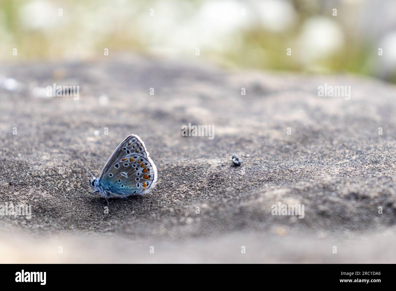 Melissa Blue Butterfly che poggia sulla roccia - ali a motivi geometrici - sfondo sfocato. Preso a Toronto, in Canada. Foto Stock