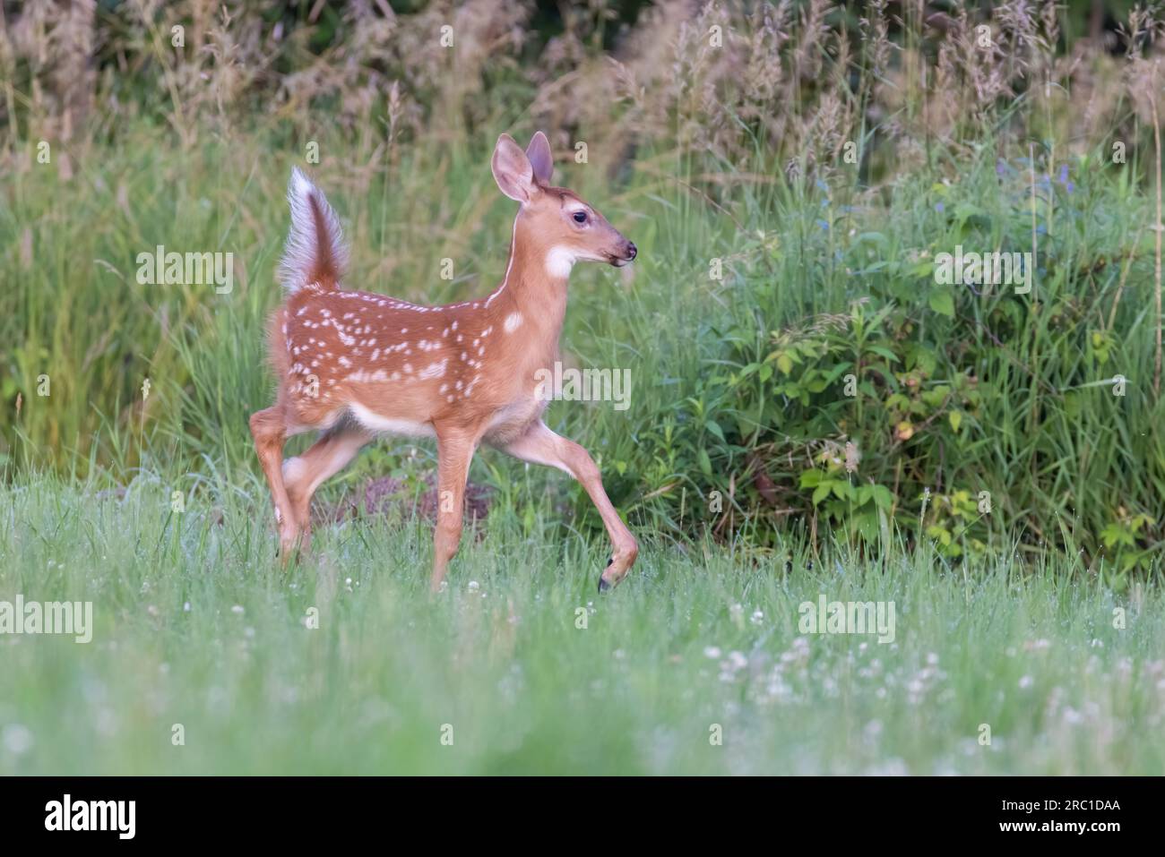 bambino di cervi dalla coda bianca all'inizio dell'estate Foto Stock
