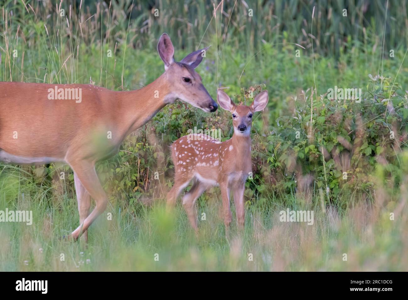 bambino di cervi dalla coda bianca all'inizio dell'estate Foto Stock