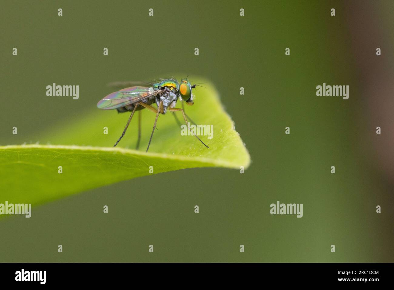 Mosca a gamba lunga (Condylostylostylus sipho) Foto Stock