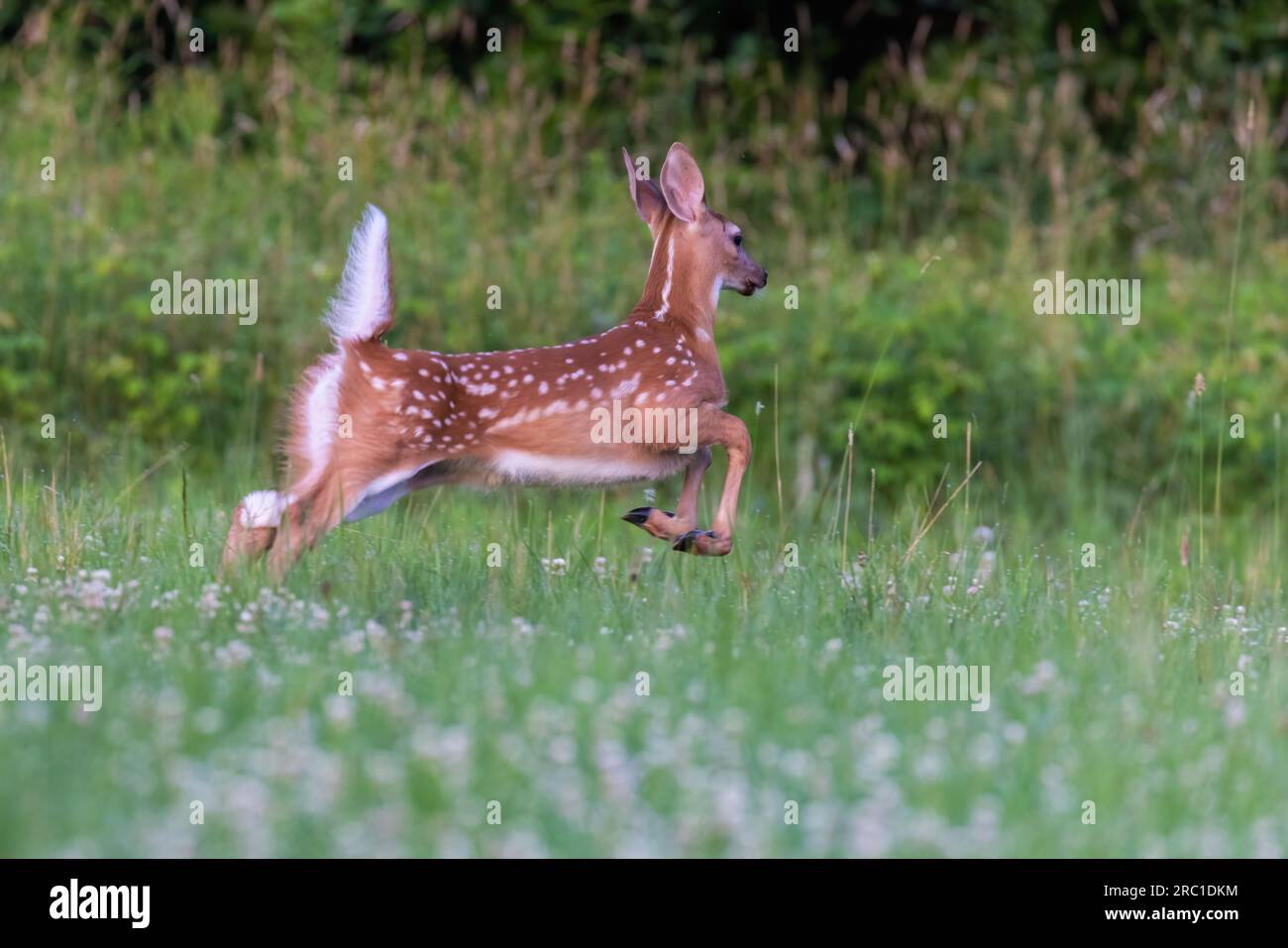 bambino di cervi dalla coda bianca all'inizio dell'estate Foto Stock