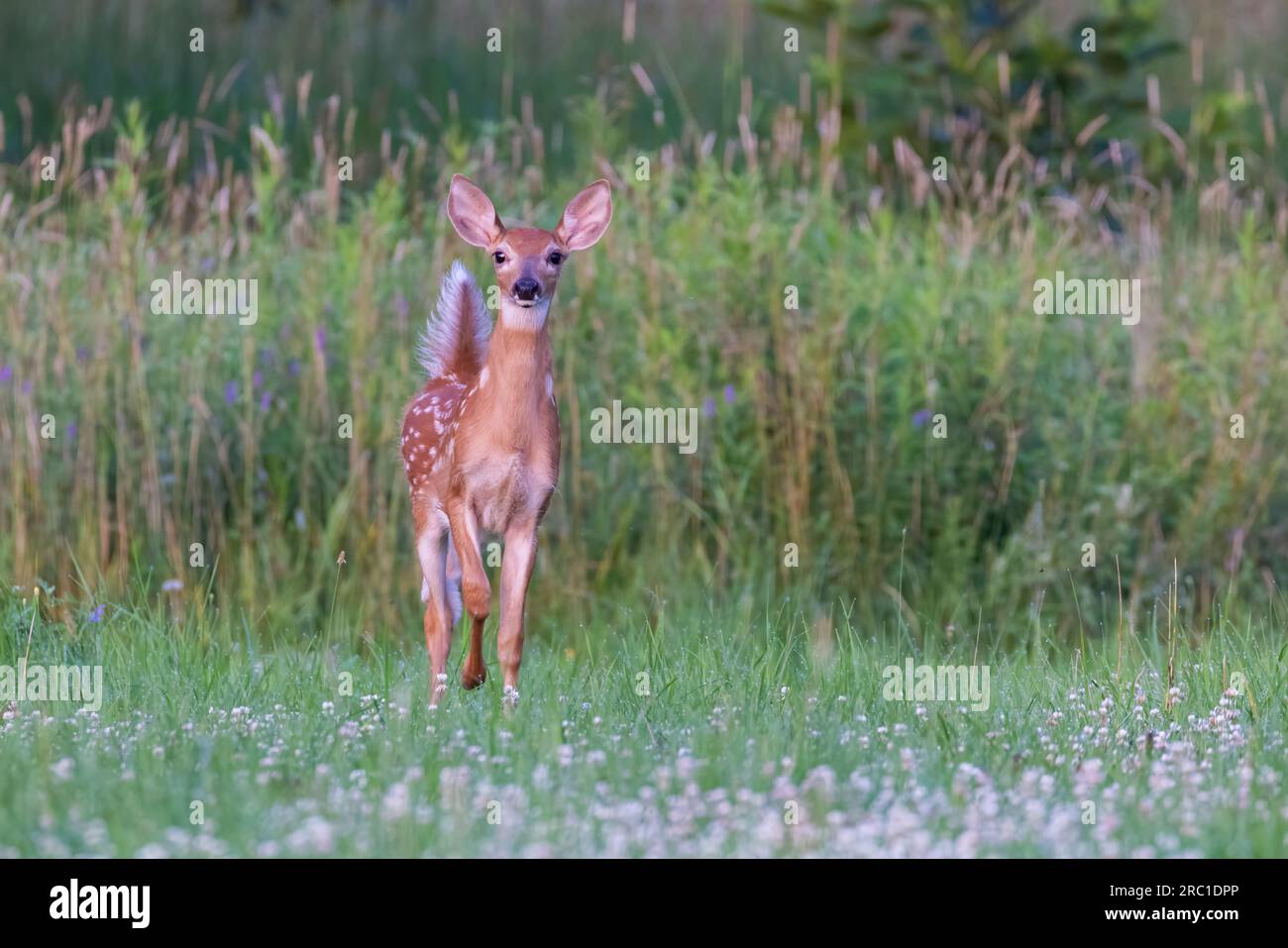 bambino di cervi dalla coda bianca all'inizio dell'estate Foto Stock