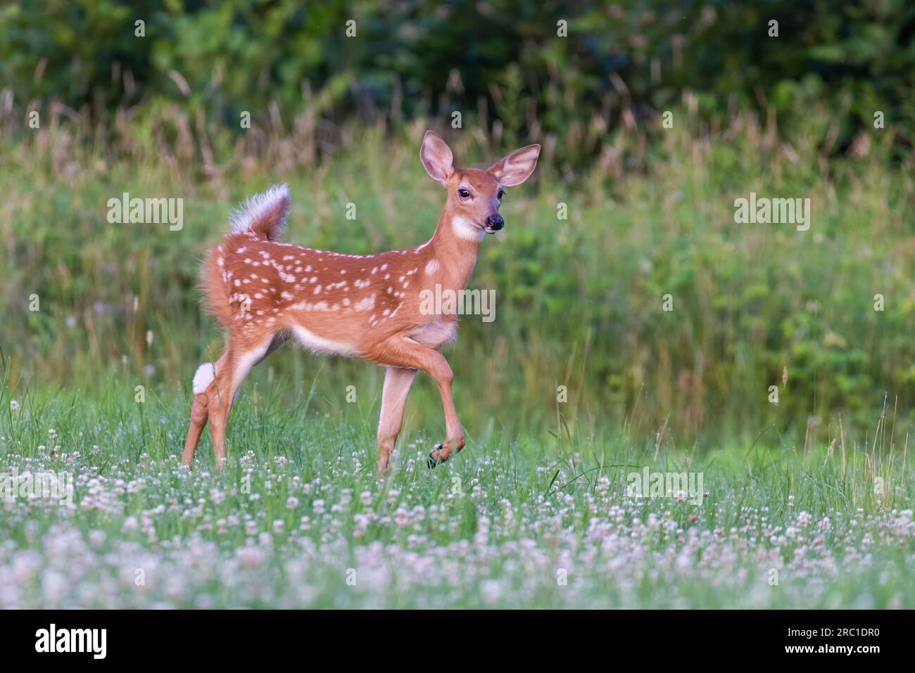 bambino di cervi dalla coda bianca all'inizio dell'estate Foto Stock