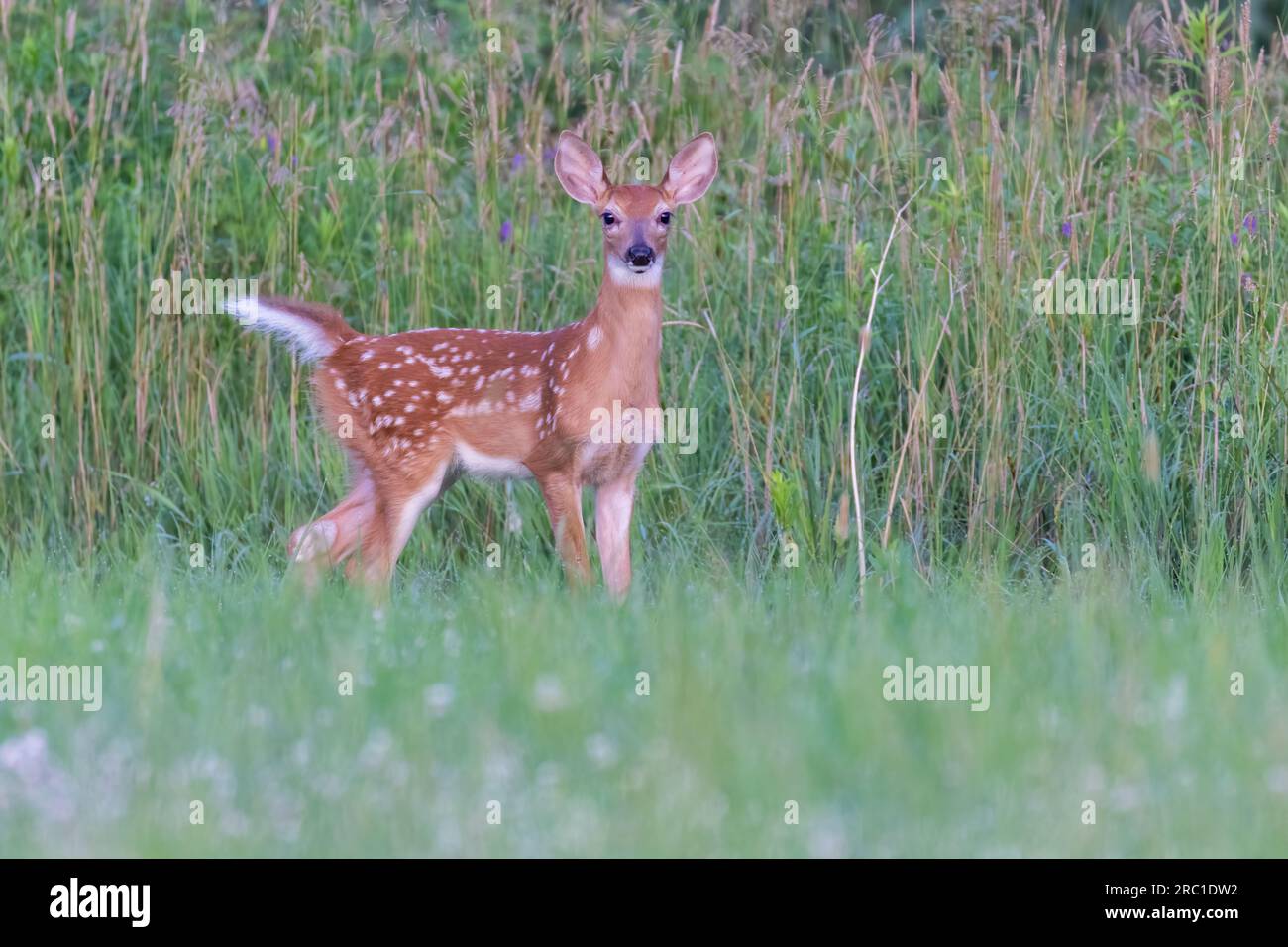 bambino di cervi dalla coda bianca all'inizio dell'estate Foto Stock