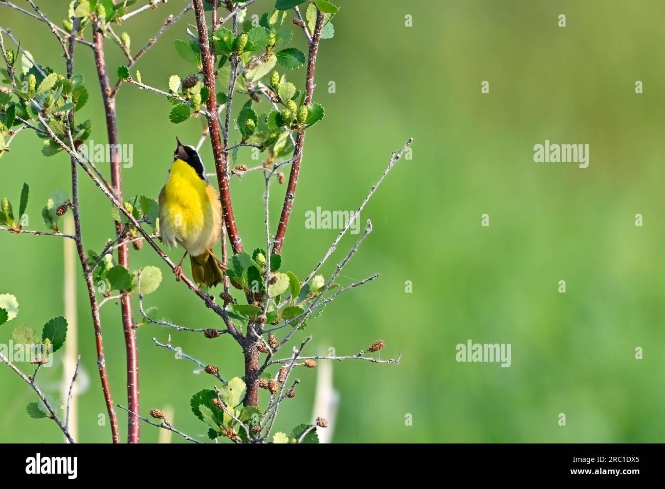 Un comune Warbler dalla gola gialla 'Geothlypis trichas', arroccato su un ramo di salice che canta la sua canzone mattutina nel suo habitat boschivo Foto Stock